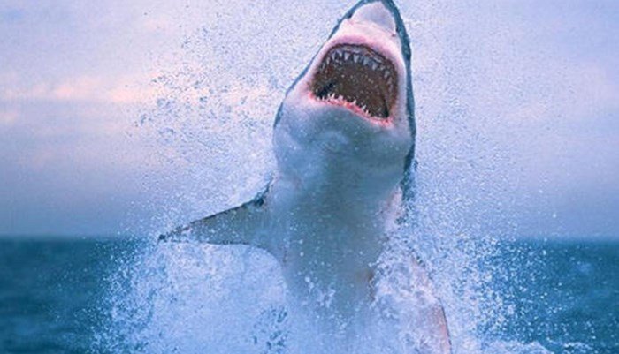 Los ecosistemas de los tiburones blancos