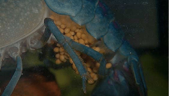 langosta azul, reproduciión de la especie