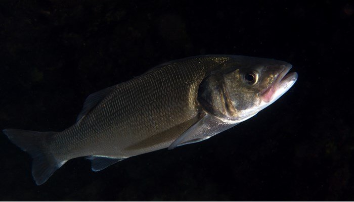 Reproducción del pez lubina