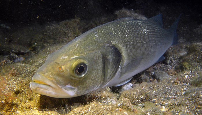 Comportamiento del pez lubina en su reproducción